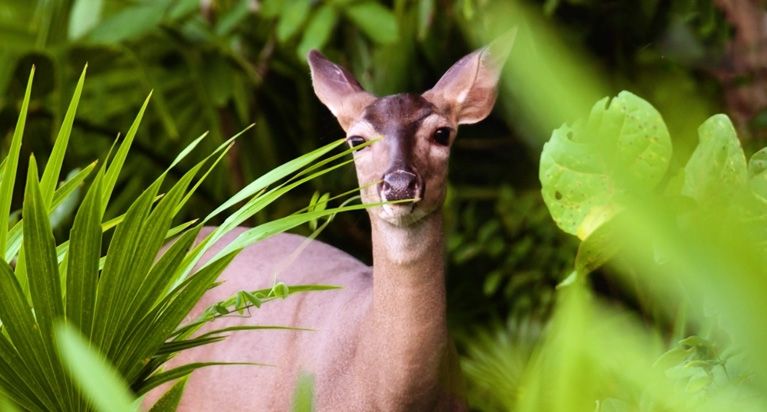 Wildlife conservation